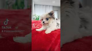 12 week old tiny Yorkie #grow #tiny #teacuppuppy #power #bubbles #blue #happy #fun