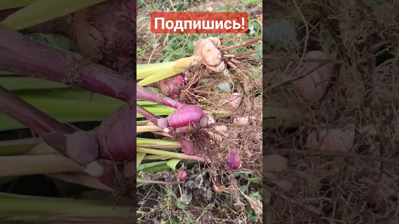 КАК И КОГДА УБРАТЬ ГЛАДИОЛУСЫ НА ХРАНЕНИЕ #садоводство