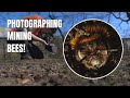 Photographing Mining Bees | Macro Photography Adventures!