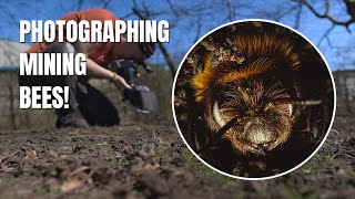 Photographing Mining Bees | Macro Photography Adventures!