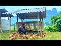 Repair and renovate chicken coops and raise large flocks of chickens in the new farm
