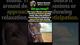 Horses rumble low only for close friends or meals #animalfacts #animals #wildlifeentertainment#funny