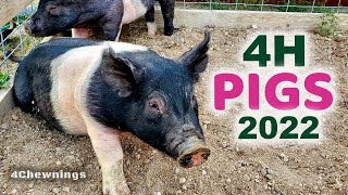 Bringing Home the Piglets - Show Pigs for 4H for 2022 Update