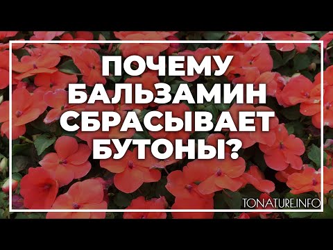Почему бальзамин сбрасывает бутоны? | toNature.Info