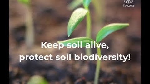 6 actions to keep soil alive