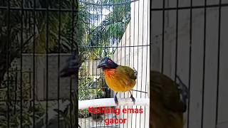 Download Lagu kutilang emas gacor MP3