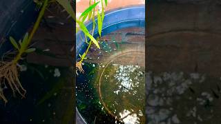 fishlover babyfry fish growing update #fishlover #fishtank #aquarium #mollyfish #guppy #terrarium