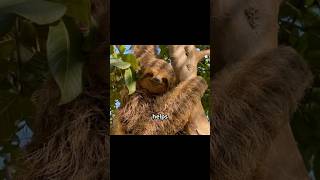 Top Fascinating Facts About Sloths