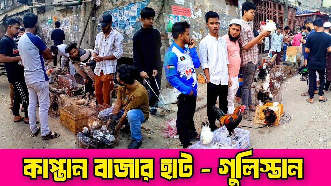 ৩০-০১-২৬ কাপ্তান বাজার হাট। ফেন্সি মুরগির দাম। ফেন্সি মুরগির বাচ্চার দাম।গুলিস্তান হাট। Kaptan bazar
