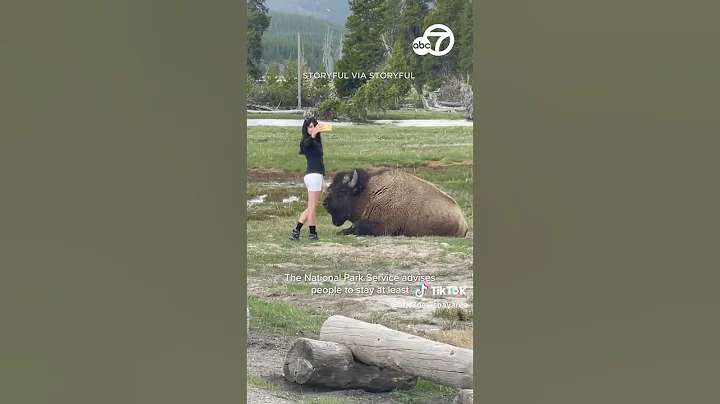 Despite warnings, woman approaches bison for selfie in Yellowstone - DayDayNews