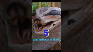 Download Lagu ular terbesar di dunia yang masih hidup hingga sekarang #ular #snake #hewan #shorts MP3