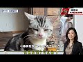 ジム大炎上【今日のジム】あのコスプレ着たら中国ネットで袋叩きにされた「磁器口で皇帝になったよ」