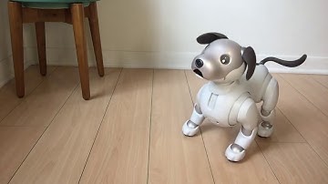 Aibo Tricks - Happy Birthday Song