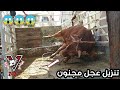 تنزيل عجل برتغالي مجنون إلى مسلخ إسليم لحصص الأضاحي