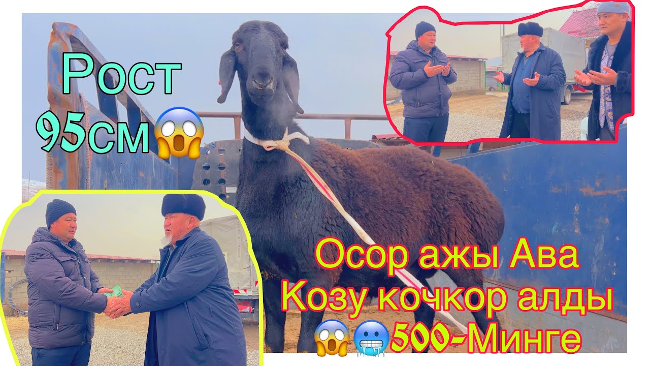 😱🥶500-минге 95-см Козу Кочкорду Осор Ажы Ава алды Жеништен @BARPYKG 