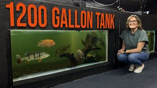 DIY Indoor Pond: See How We Built a 1200Gallon Aquarium in Our Store!