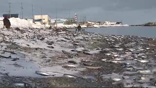 大量の“マイワシ”打ち上がる…寒さが原因か「生臭さは特に感じない」 稚内市の海外約3キロで確認 (22/01/23 12:40)