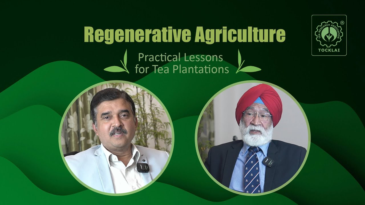 Регенеративное сельское хозяйство: практические уроки для чайных плантаций (Часть 1)