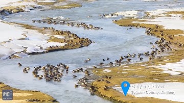 Migratory birds enjoy the last days of winter in Xinjiang