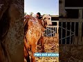 high rate gir cow load in truck | brazil color rare gir cow catch in truck#short#viral#cow#trending