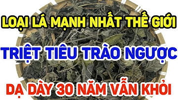 KỲ DIỆU! DÙNG 1 LÁ NÀY TRIỆT TIÊU TRÀO NGƯỢC DẠ DÀY, Ợ NÓNG - BỊ 30 NĂM CŨNG KHỎI