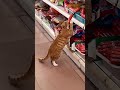 😸🙀Gato va al supermercado a por un trozo de chorizo!!!🤣🤣🤣