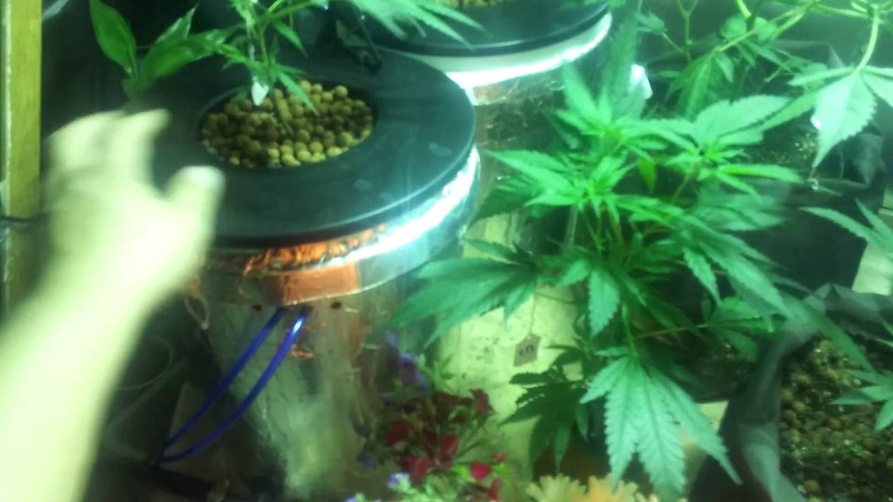 JUST FEED TAP WATER YouTube