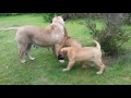 Bullmastiff puppies 9,5 weeks old whit mommy