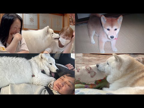 A nostalgic photo viewing session of beloved dogs, storms of