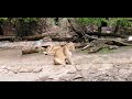 Азиатские львицы московского зоопарка охотятся на посетителей)