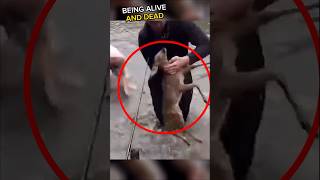 Camping Heroes Save a Drowning Fawn!❤️#shorts