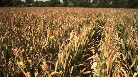 30 Sequence Corn WMV 1200Kbps 480p