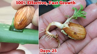 Almond Growing - An Effective Way To Grow Almond Plant At Home#TropicalAlmond