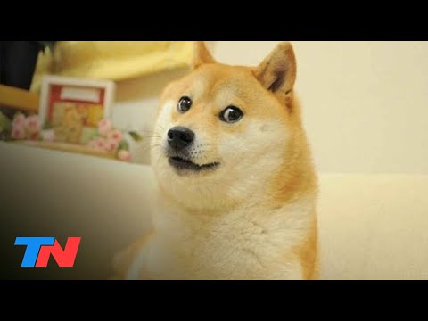 Locura total: El meme «Doge» fue vendido en 4 millones de dólares