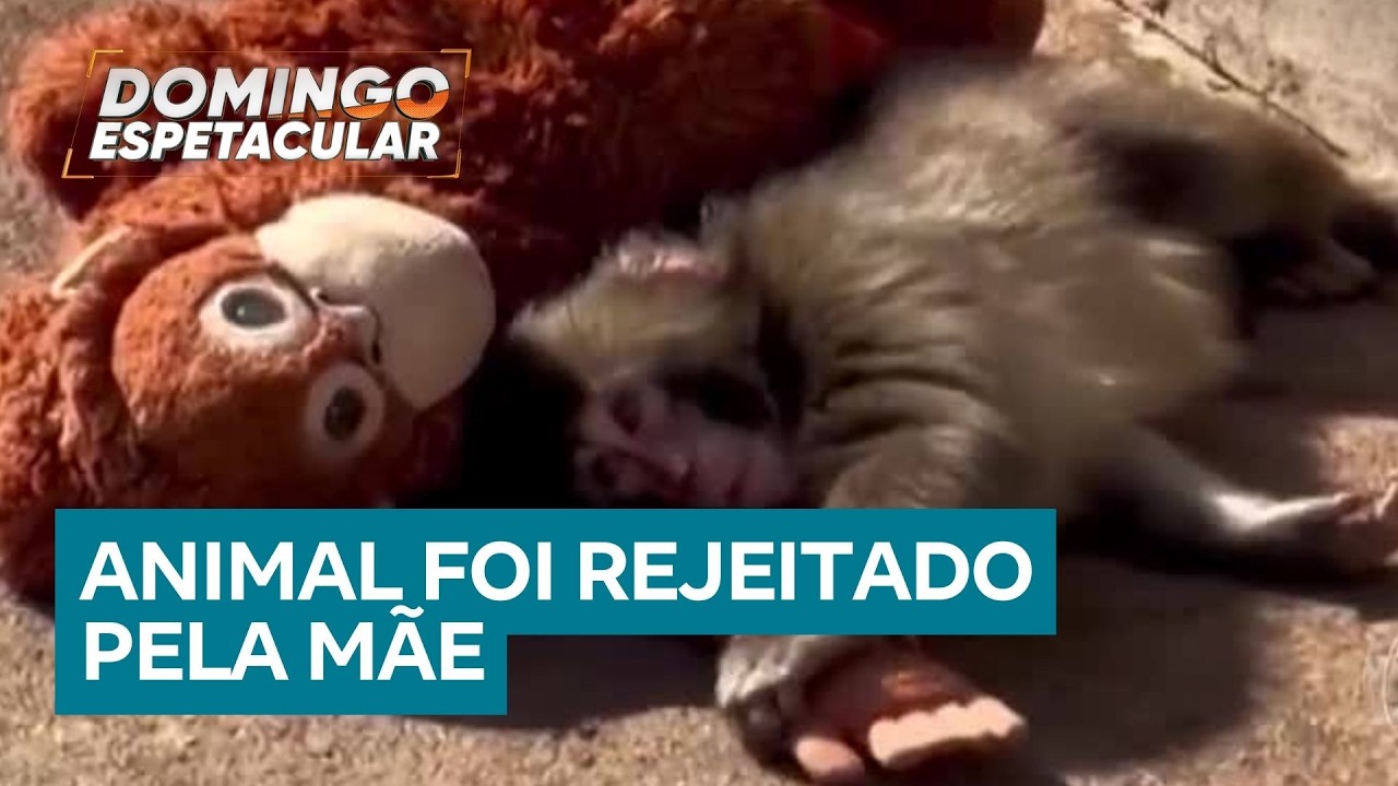 Filhote de macaco rejeitado encontra abrigo em pelúcia e começa nova fase no Japão