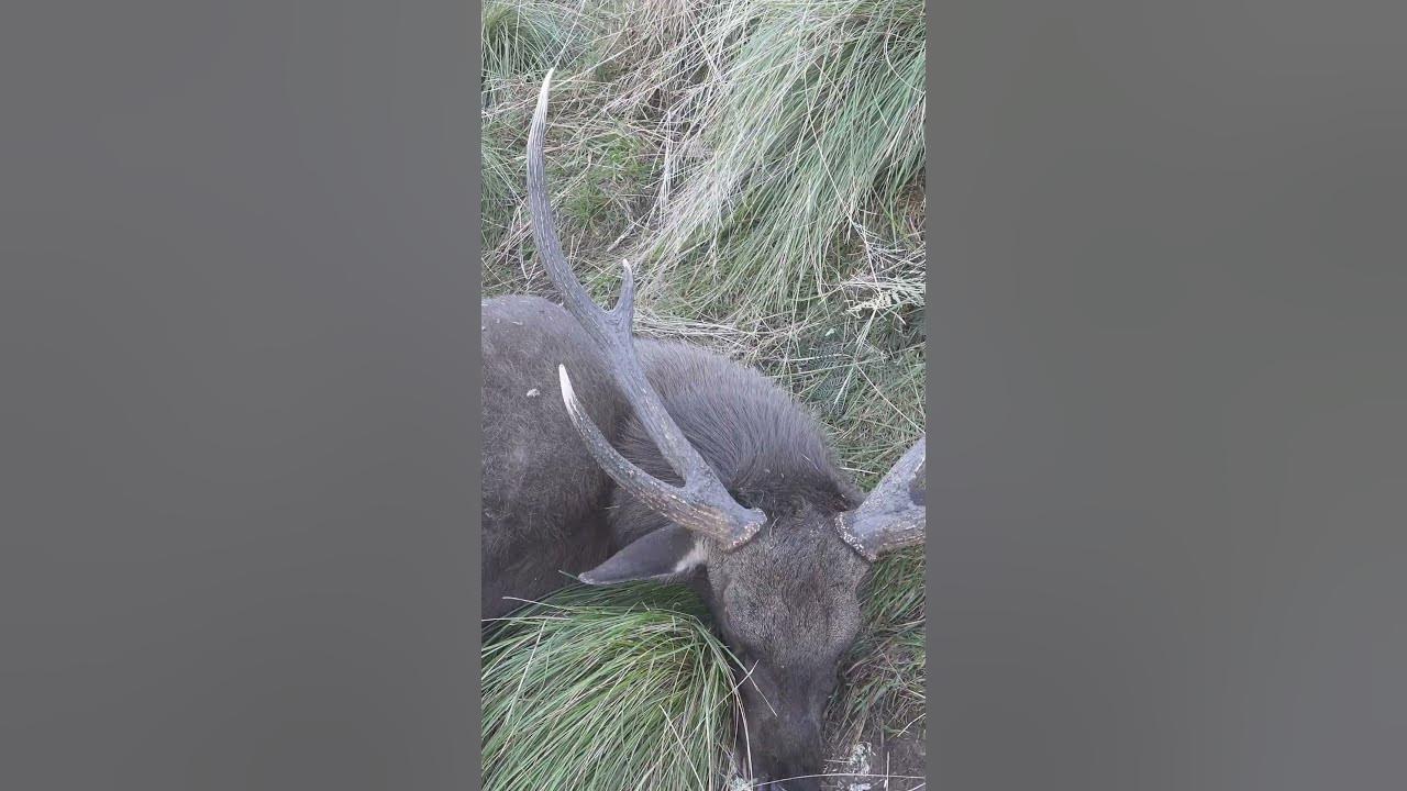 How Many Inches? hunting YouTube