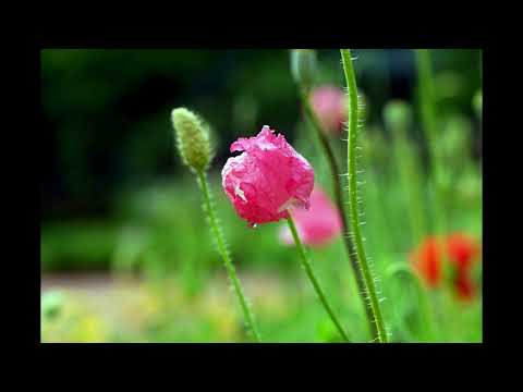 Bill Douglas - Sweet Rain