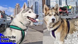 My Huskies go to New York City for PetCon