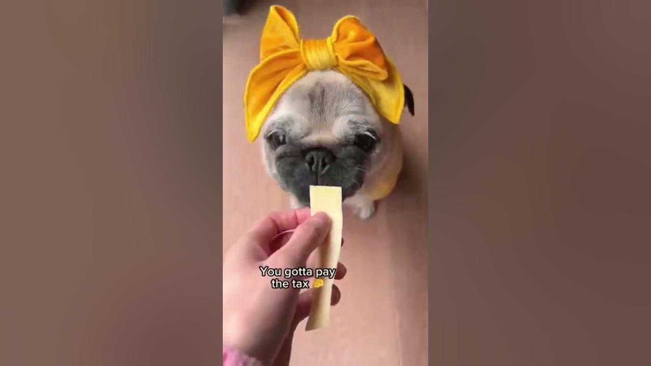 the-cheese-tax-pug-version-youtube