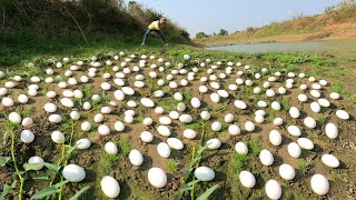 Amazing ! Collect a lot of duck eggs in the canal
