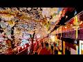 4K60【中目黒の桜】目黒川 夜桜 散歩3/28 2025 東京 Japan