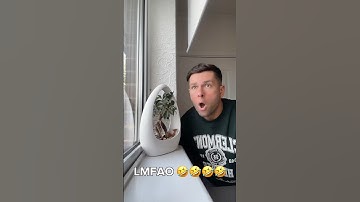 Oh Wow, Is That a Mocking Bird? 😱👀