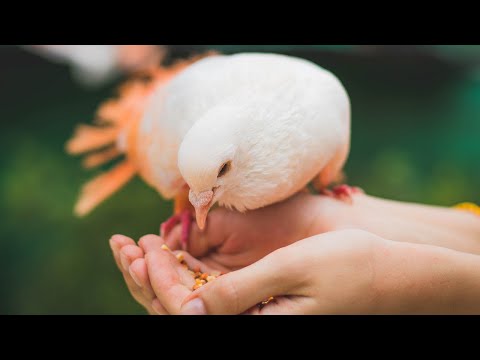 Video: Cómo Criar Palomas