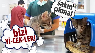 YAVRU KEDİ SEVME SEANSI MI?  (Genel Muayene mi Belli Değil)