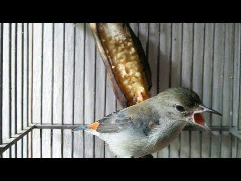 Cara Membedakan Burung kemade Jawa Ijoan Jantan Dan Betina