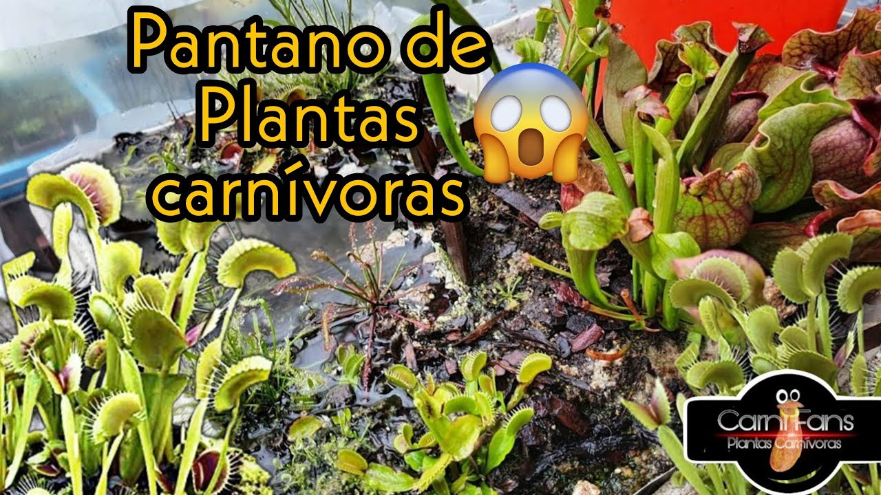 Plantas carnívoras - Cómo hacer un Mini pantano (mini bog)