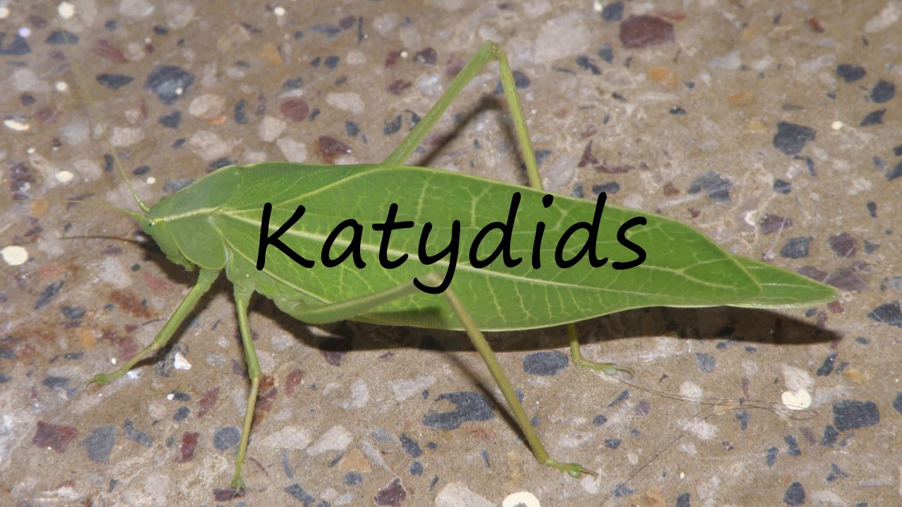 How to Pronounce Katydids? YouTube