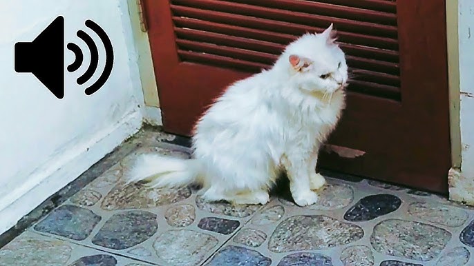 Meow Moe on X: Angry Persian Cat Meowing  #Cats #Cat #Kittens