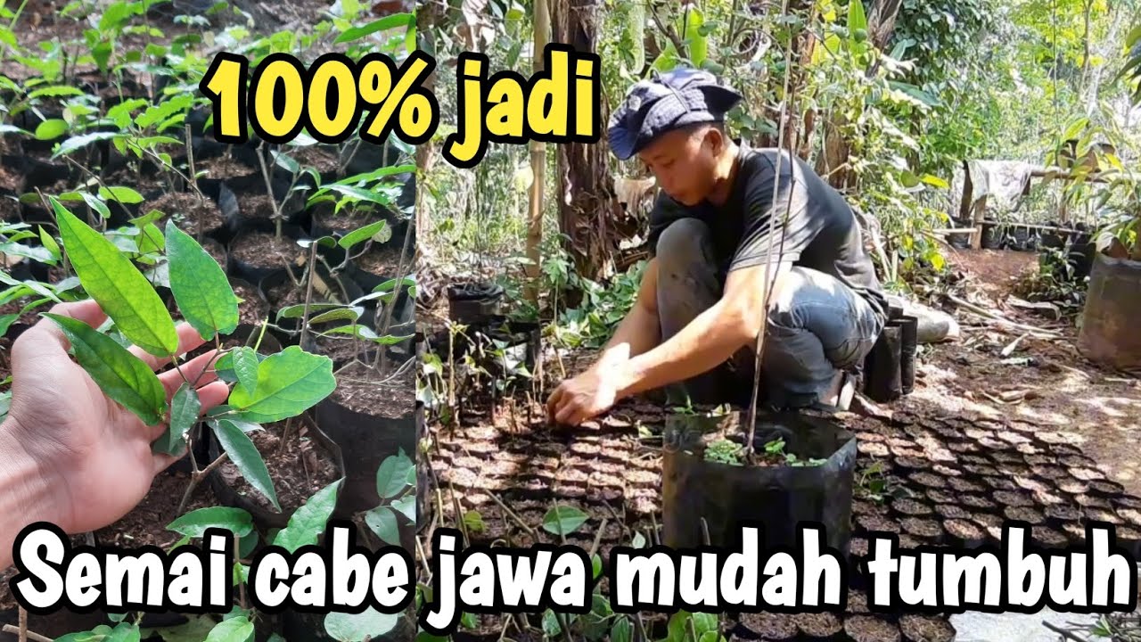 cara mudah semai cabe jawa 100% jadi semua #aceagrofarm #cabejawa #rempah
