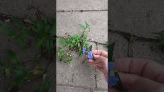 Santa Lucia. Planta medicinal. Morotí